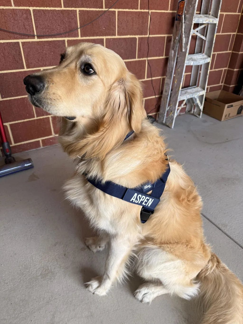 Customer photo review of Doginova™ | Arnés Antitirones para perros