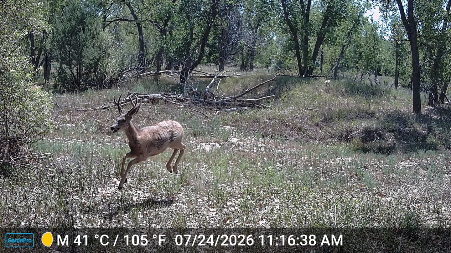 Customer photo review of GardePro A3S Non-Cellular Trail Camera