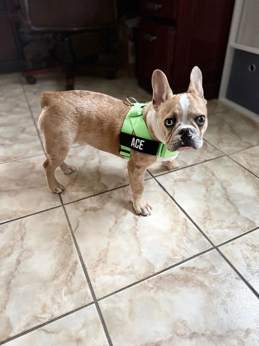 Customer photo review of Doginova™ | Arnés Antitirones para perros