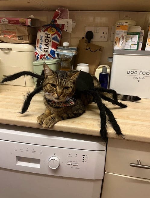 Customer photo review of Disfraz de araña para Halloween
