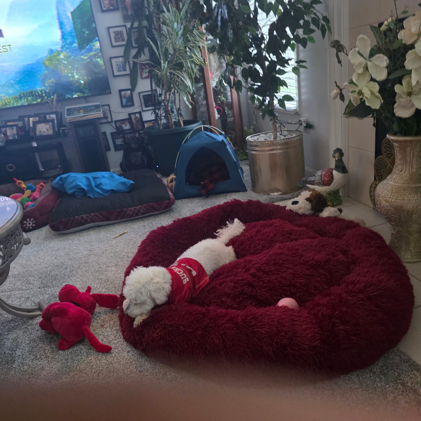 Customer photo review of The Original Fluffy Bean® Pet Bed