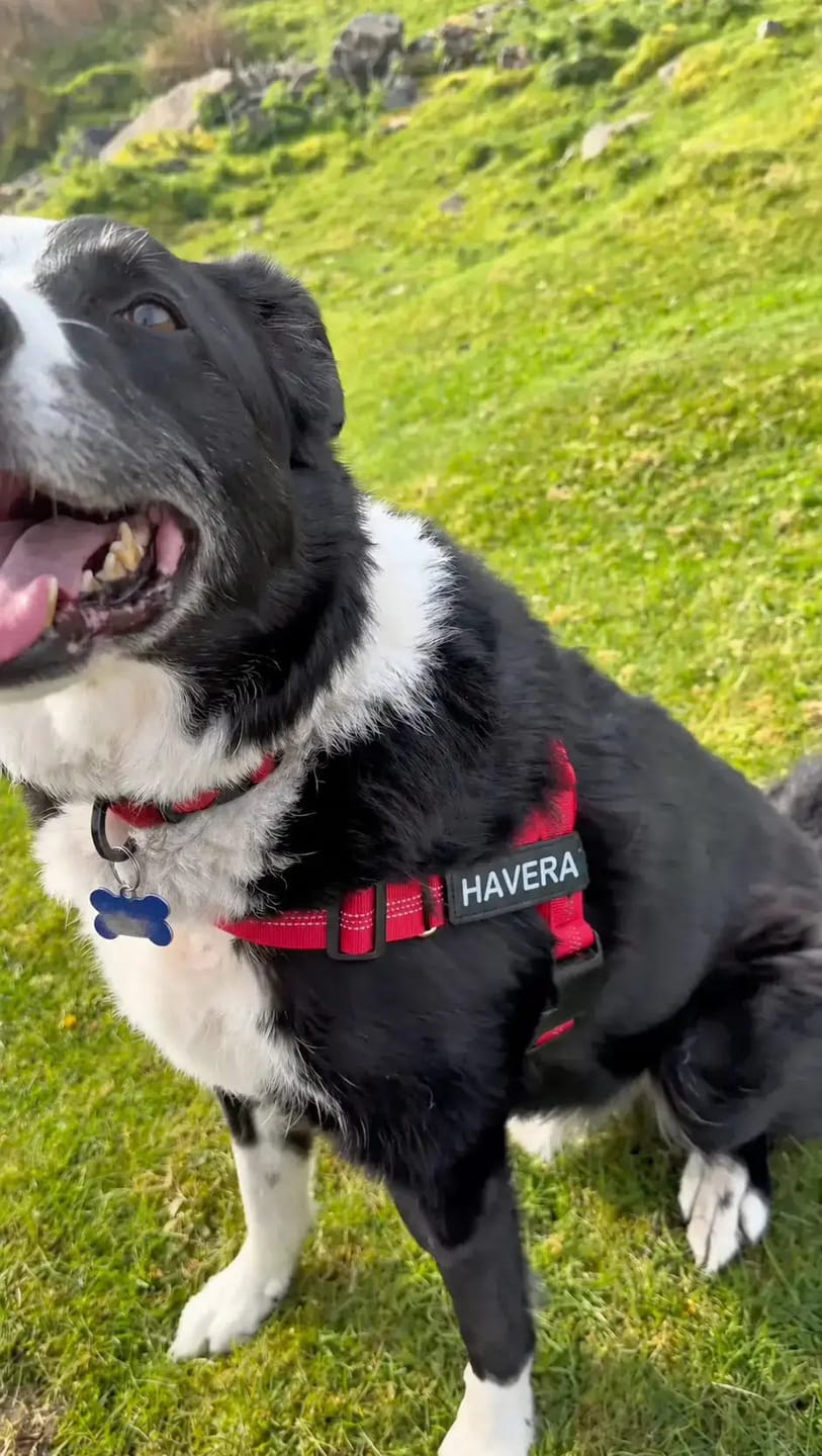 Customer photo review of Doginova™ | Arnés Antitirones para perros