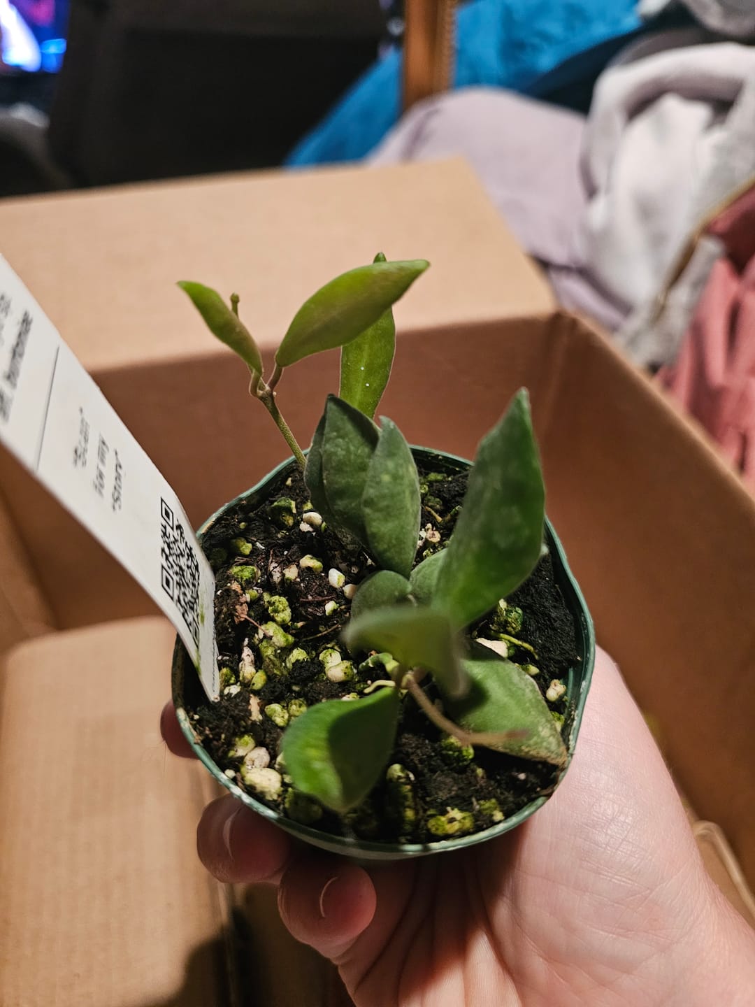 Customer photo review of Hoya sp. aff. burtoniae