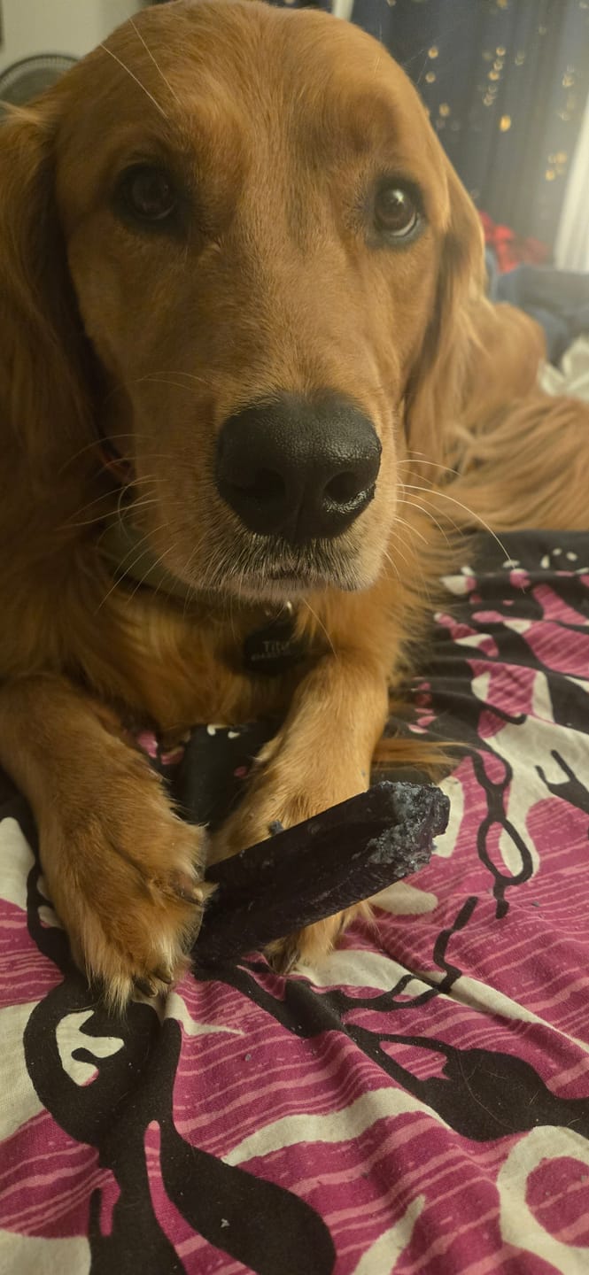Customer photo review of Himalayan Yak Chew Flavor Pack