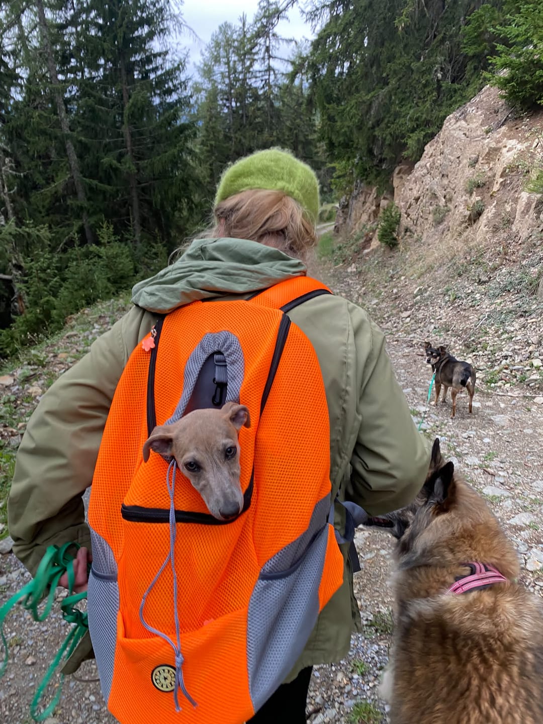 Customer photo review of Hunde-Rucksack bis 15 kg – Transportrucksack für kleine Hunde