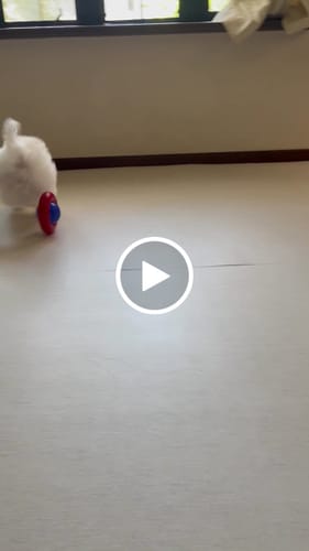 Customer video review of 【メーカー廃盤商品のため売り切り特価】PARKLON DIYペットロールマット 幅が選べる５サイズ　厚み1.2cm長さ700cm