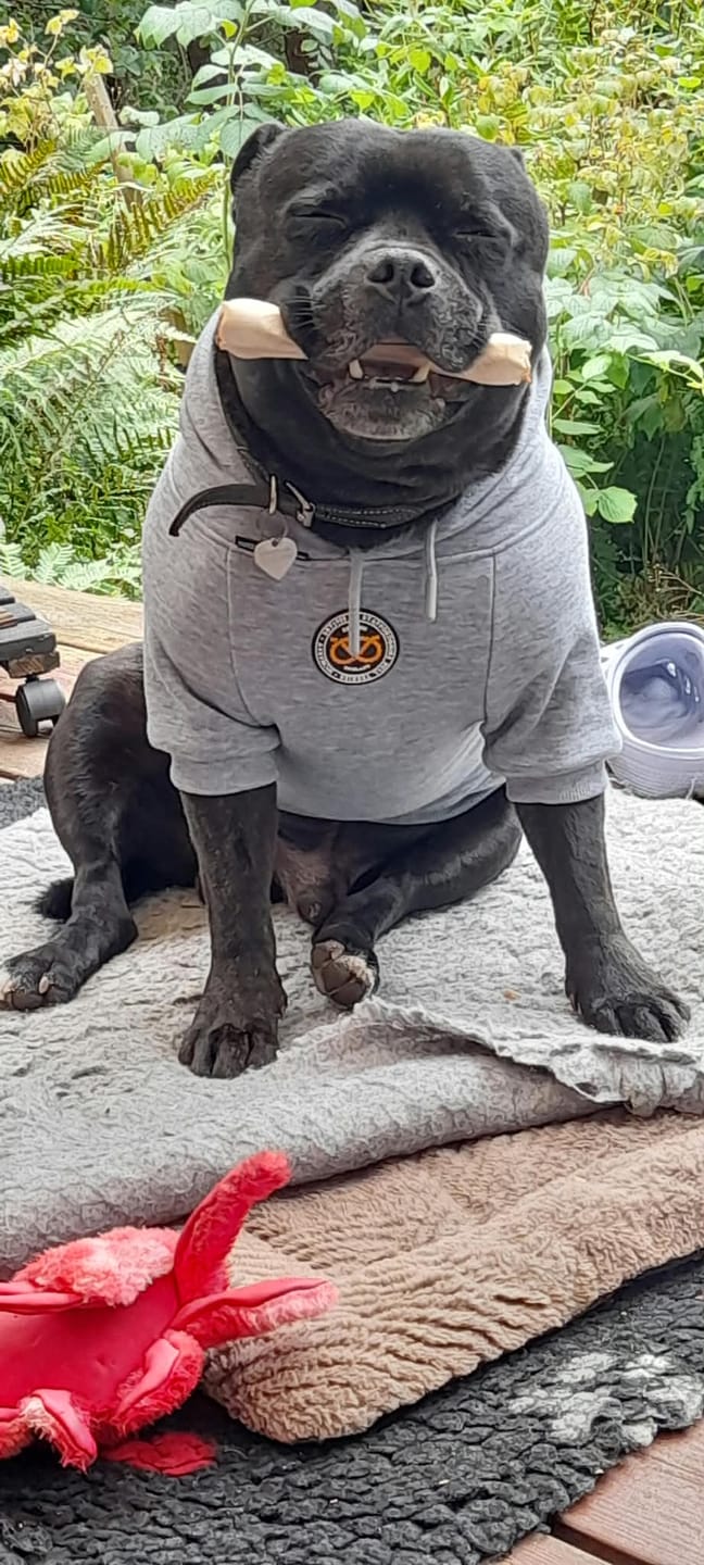 Customer photo review of Staffordshire Bull Terrier 1935® Hoodies - Grey