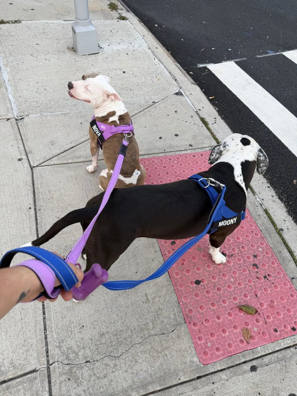 Customer photo review of Doginova™ | Arnés Antitirones para perros