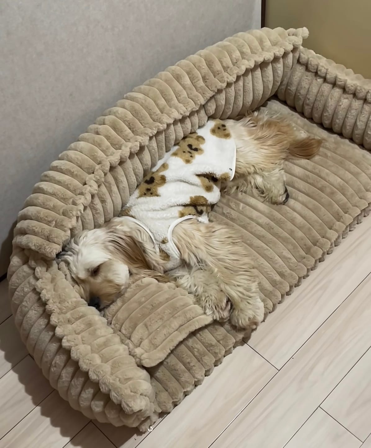 Customer photo review of Large Washable Fluffy Orthopedic Soft Dog Pillow Dog Sofa Bed-Snoozy Dream