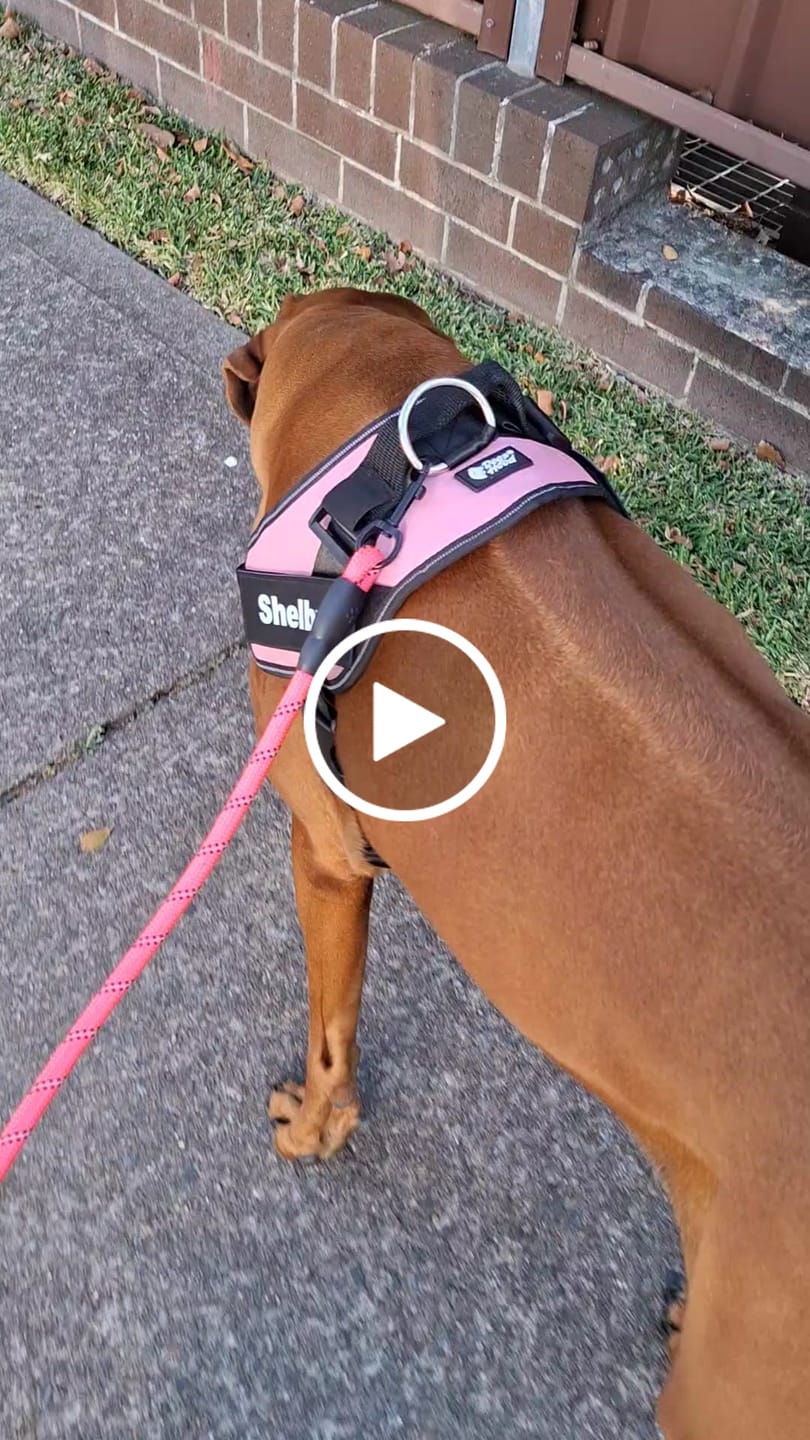 Customer video review of Reflective Nylon Leash