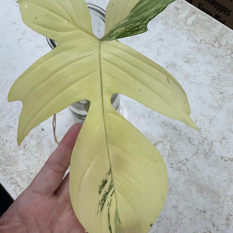 Customer photo review of Variegated Philodendron Florida Beauty Cutting - Rare Collector Indoor Plant
