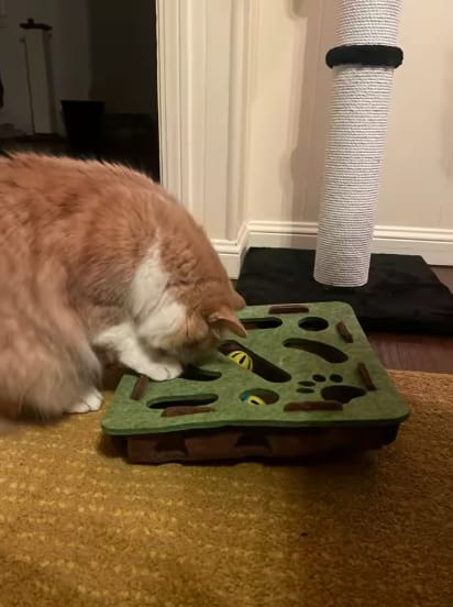 Customer photo review of Pawvly ™ - Cat Puzzle Box