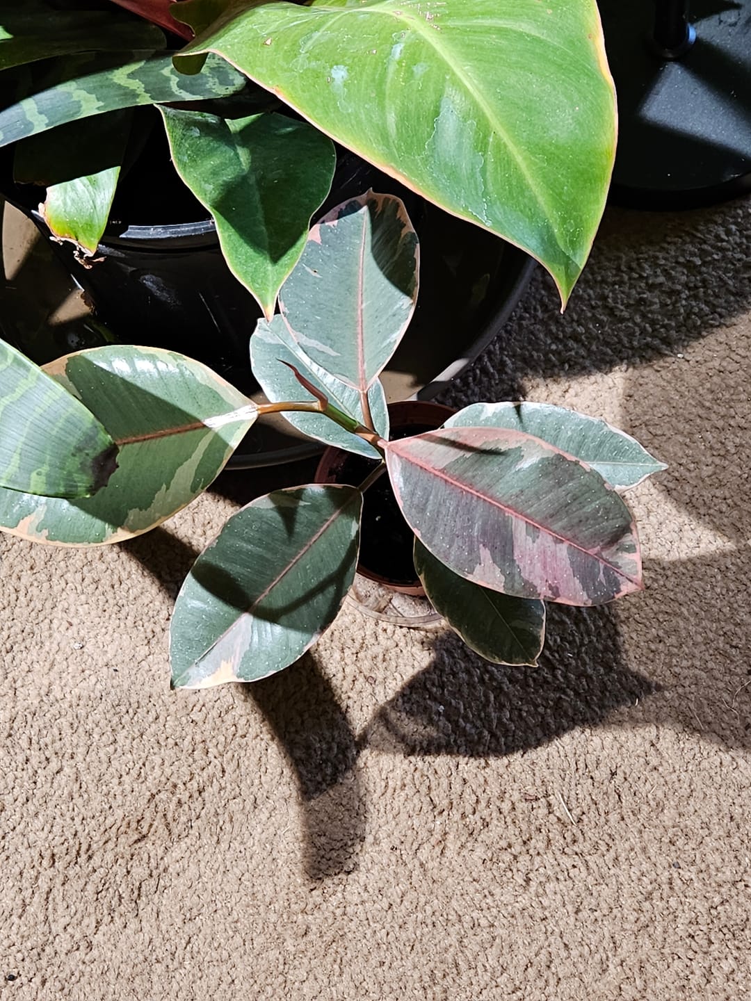 Customer photo review of Ficus Ruby in 4" Nursery Pot - Ficus Elastica Ruby - Variegated Rubber Plant - Indoor Houseplant - Pink Plant - Easy Care Live Plant