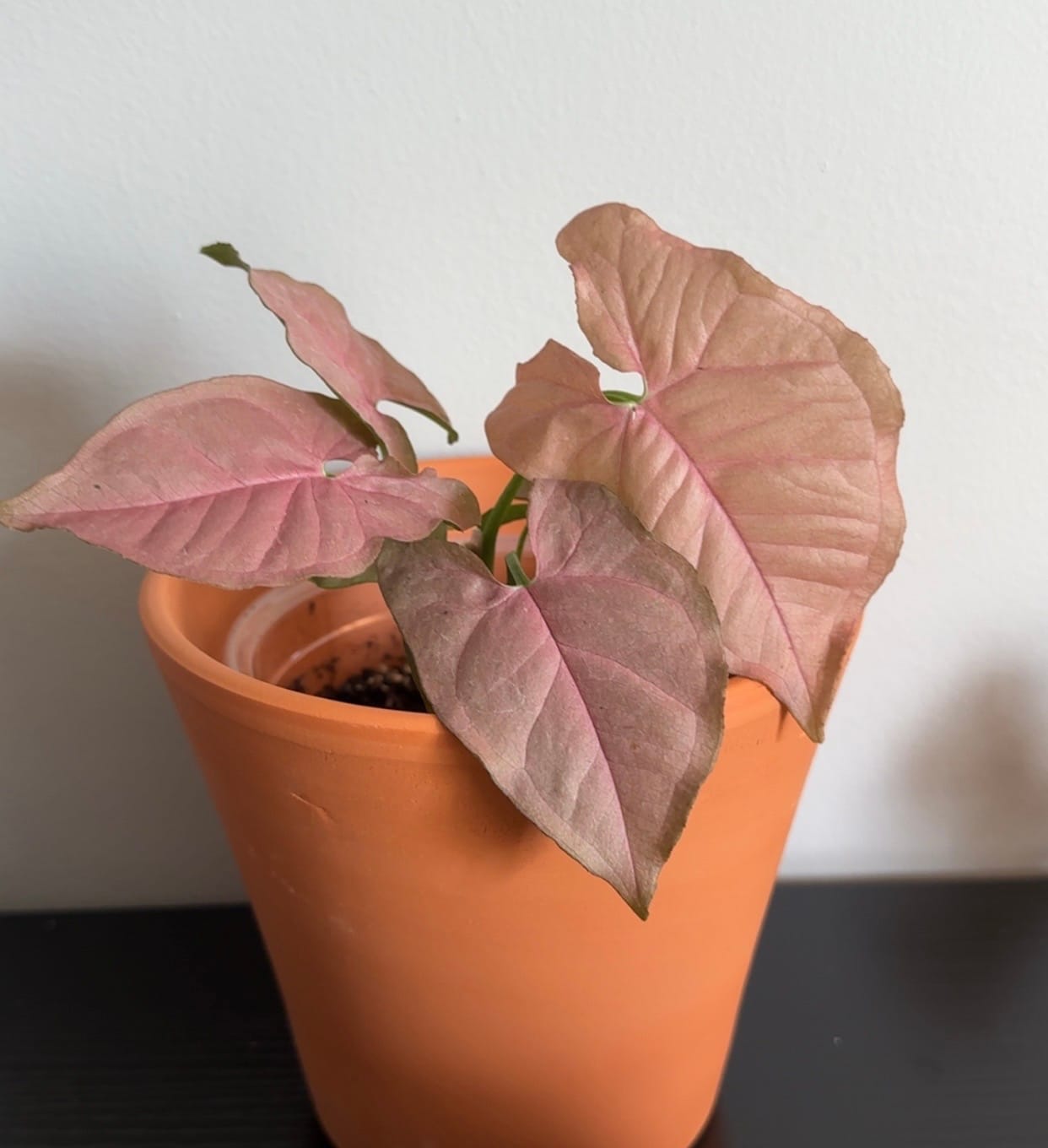 Customer photo review of Syngonium podophyllum ‘Pink Lava’
