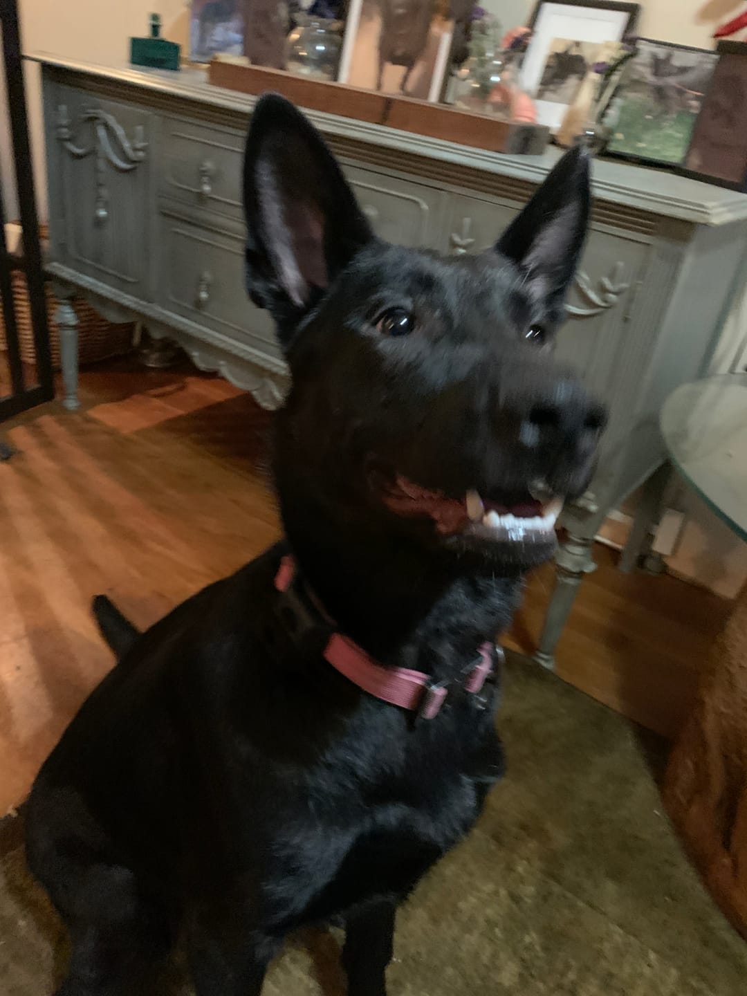 Customer photo review of FurLife™ - 12 Months All Natural Flea and Tick Tags for Dogs