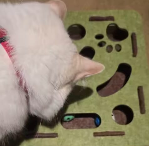 Customer photo review of Pawvly ™ - Cat Puzzle Box