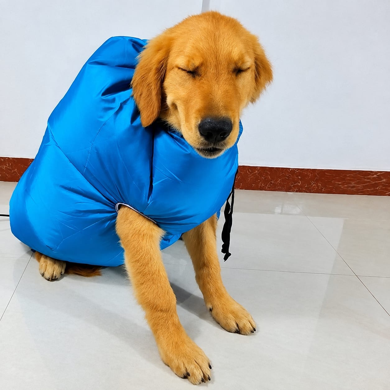 Customer photo review of PawNest ™ - Dog hair dryer