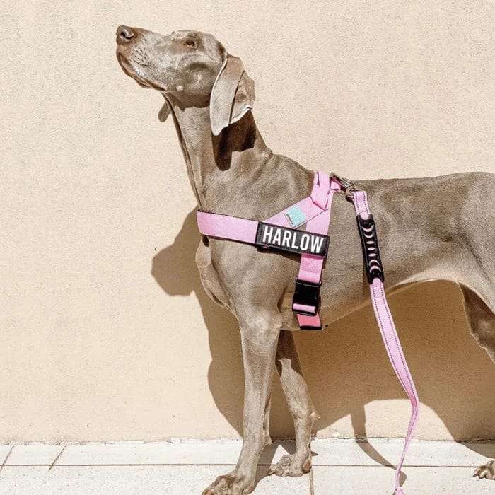 Customer photo review of Doginova™ | Arnés Antitirones para perros