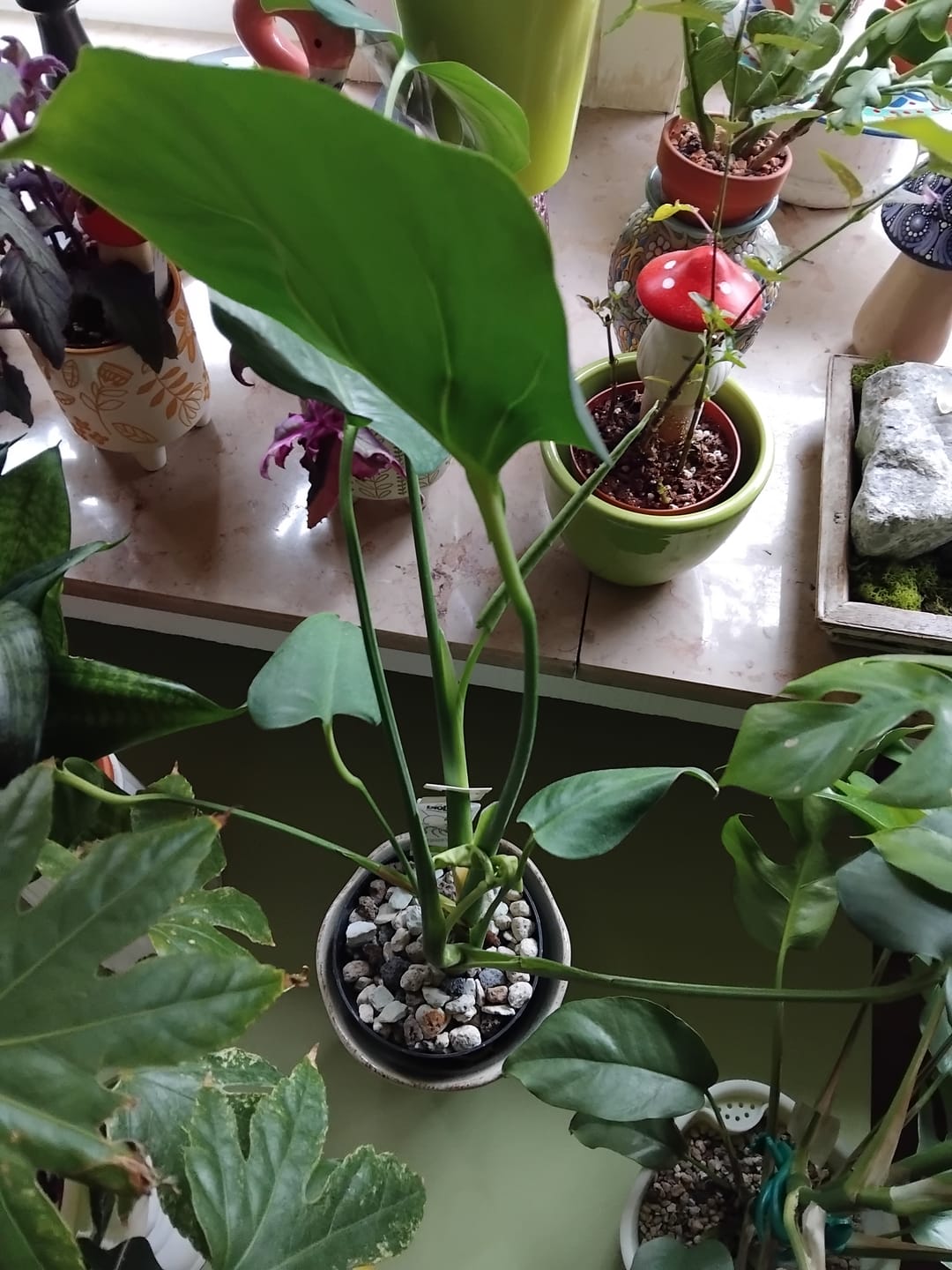 Customer photo review of Chunky Houseplant Mineral Mix