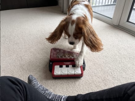 Customer photo review of Piano Interactivo