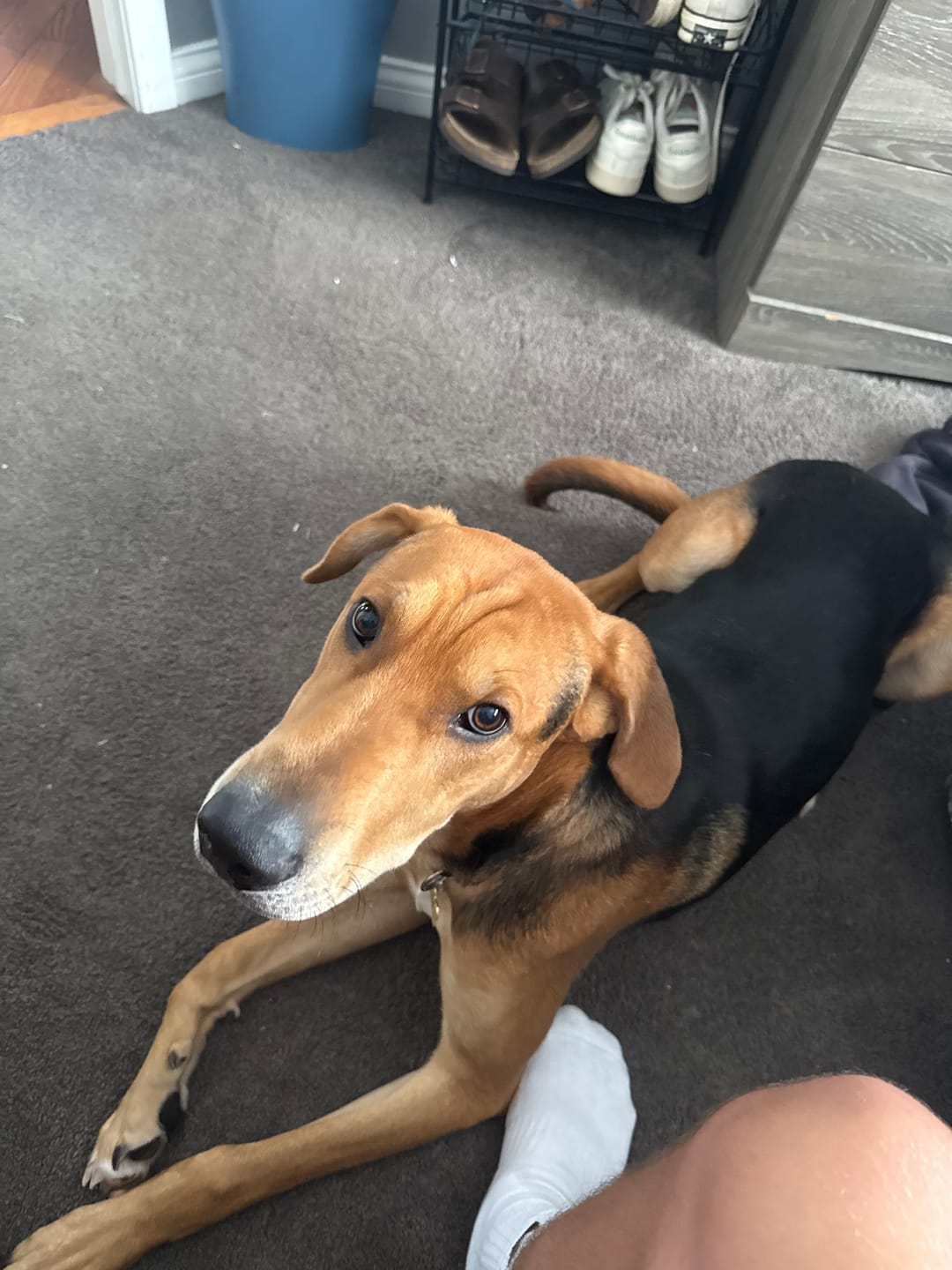 Customer photo review of 6 Inch Jumbo Braided Bully Stick
