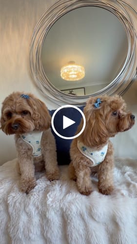 Customer video review of Cinzia x By Teddy | Blueberry Harness