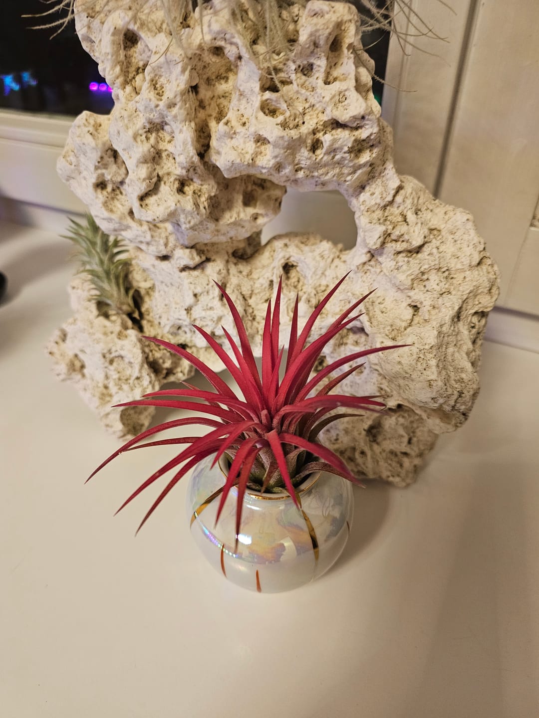 Customer photo review of Tillandsia Ionantha 'fuego' - Pulk