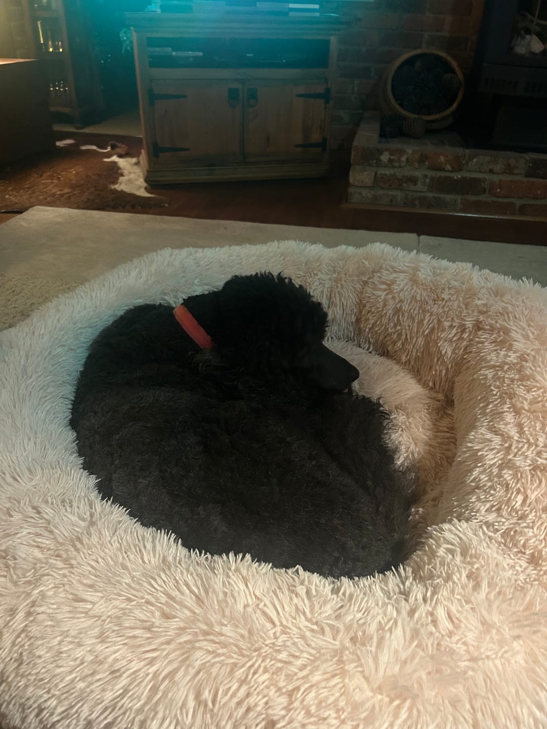 Customer photo review of Brooklyn® Deep Sleep Pet Bed