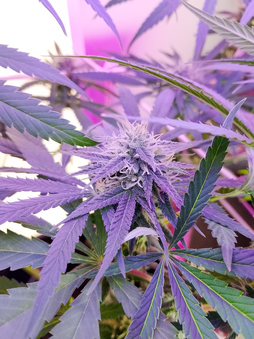 Customer photo review of Hanfstecklinge | Blackberry Moonrock
