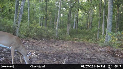 Customer's No Till No Problem food plot with a buck in the woods