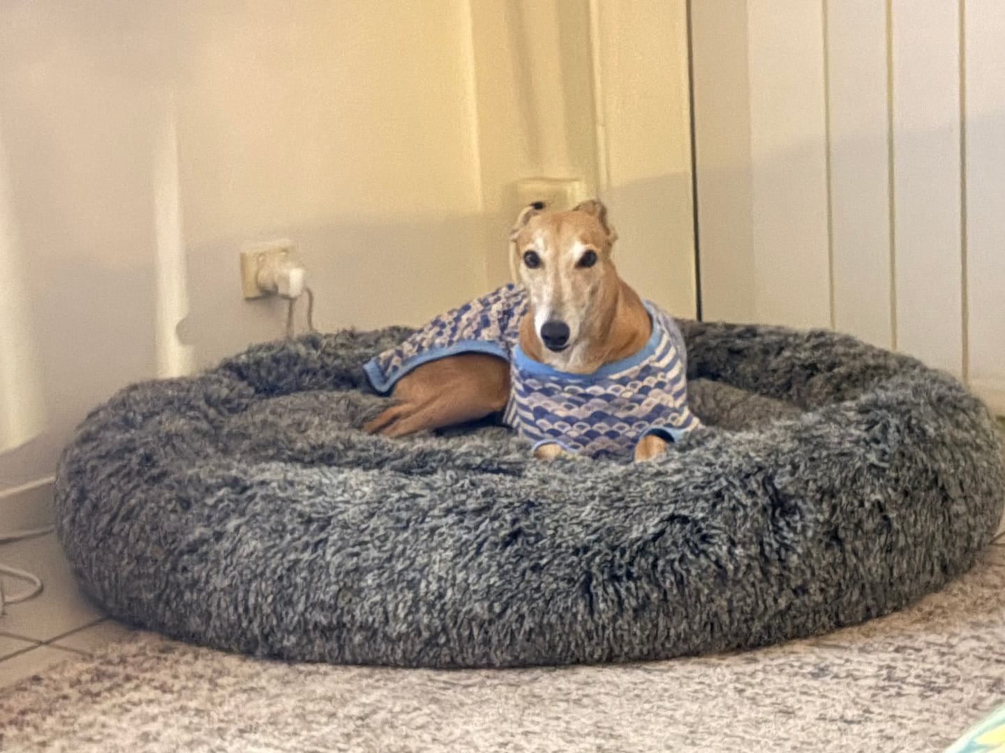 Customer photo review of Premium Calming Pet Bed with Removable Cover