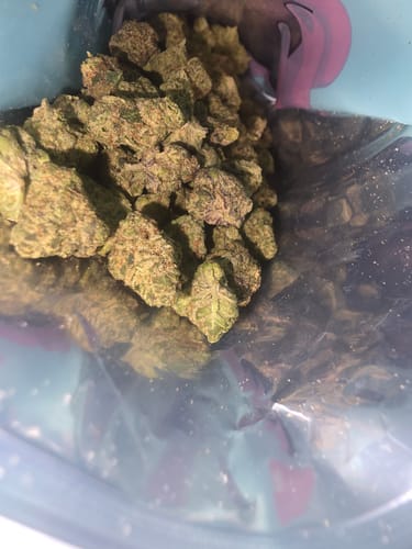 Customer's Scissor Queen indoor flower smalls in a bag, showing dense, compact green and purple buds.