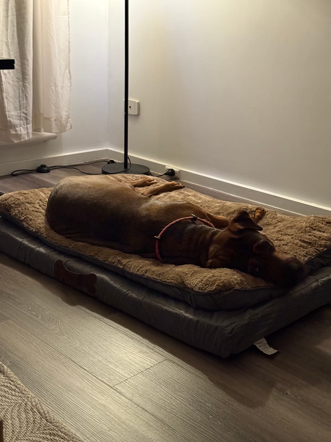 Customer photo review of Dog Memory Foam Mattress