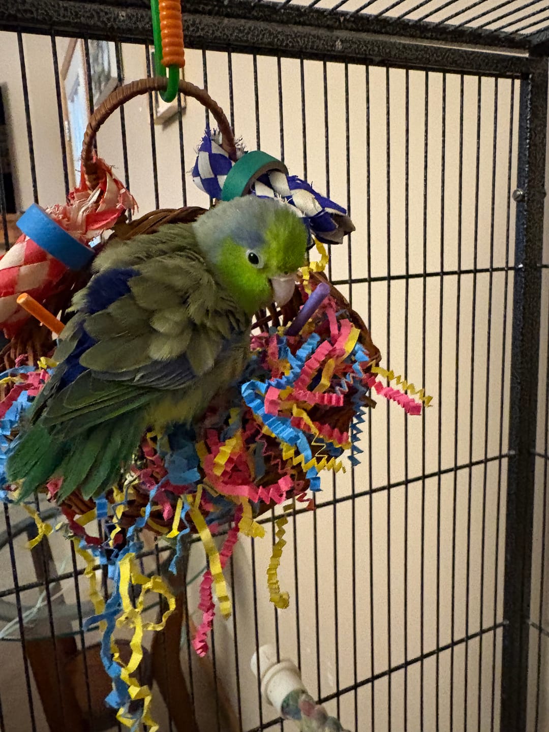 Customer photo review of Sola Party Basket by Super Bird Creations