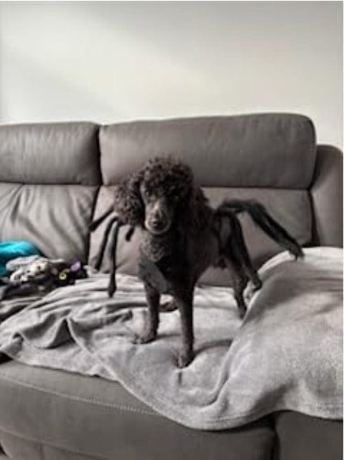 Customer photo review of Disfraz de araña para Halloween