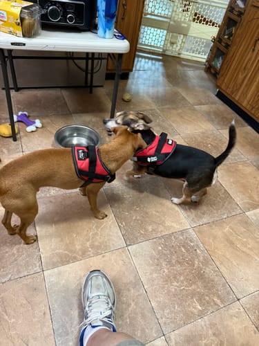 Customer's two dogs wearing red Bungee Leash harnesses while standing on a tiled kitchen floor.