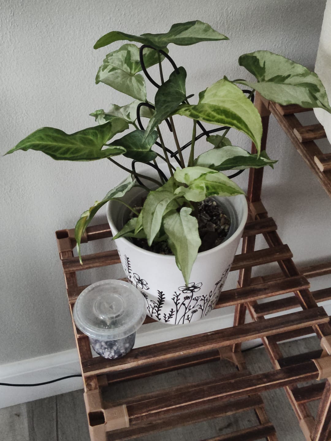 Customer photo review of Syngonium podophyllum 'Three Kings'