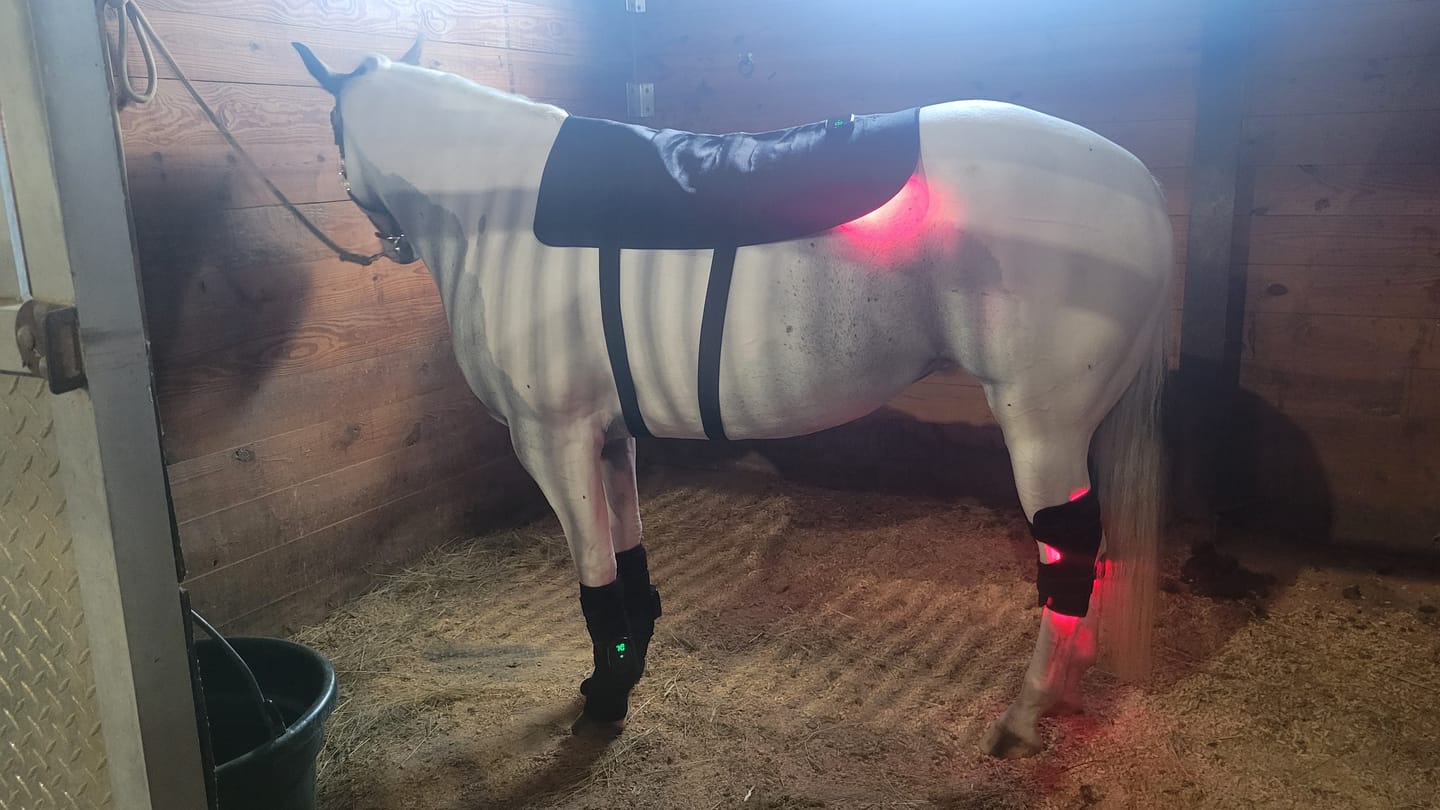 Customer photo review of HorseHalo™ HaloLegs