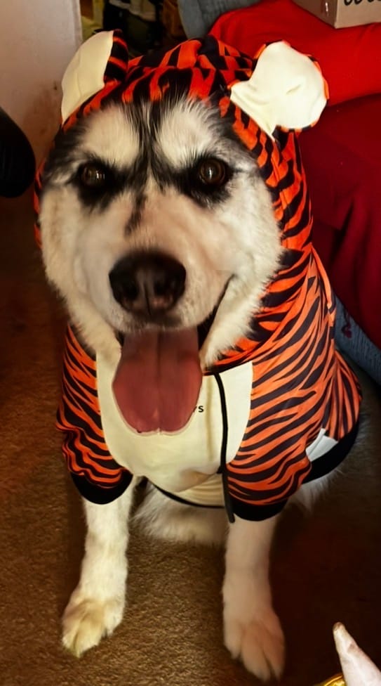 Customer photo review of Halloween Dog Hoodie - Tiger