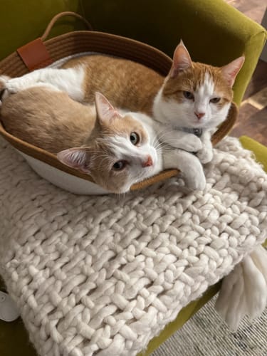 Customer's two cats resting together inside the brown and white Instinct Basket bed on a knit blanket.