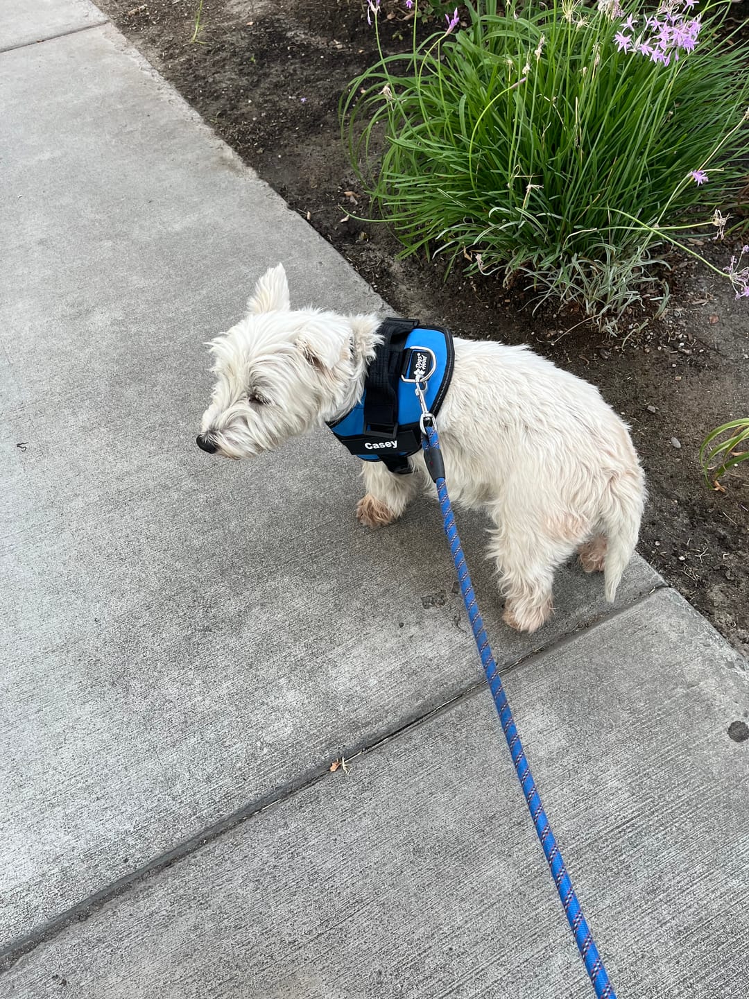 Customer photo review of Dogshood ™ No Pull Harness