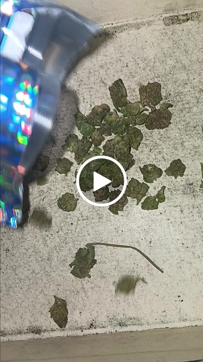 Customer video review of Heavy OG - 28 Grams - Indica