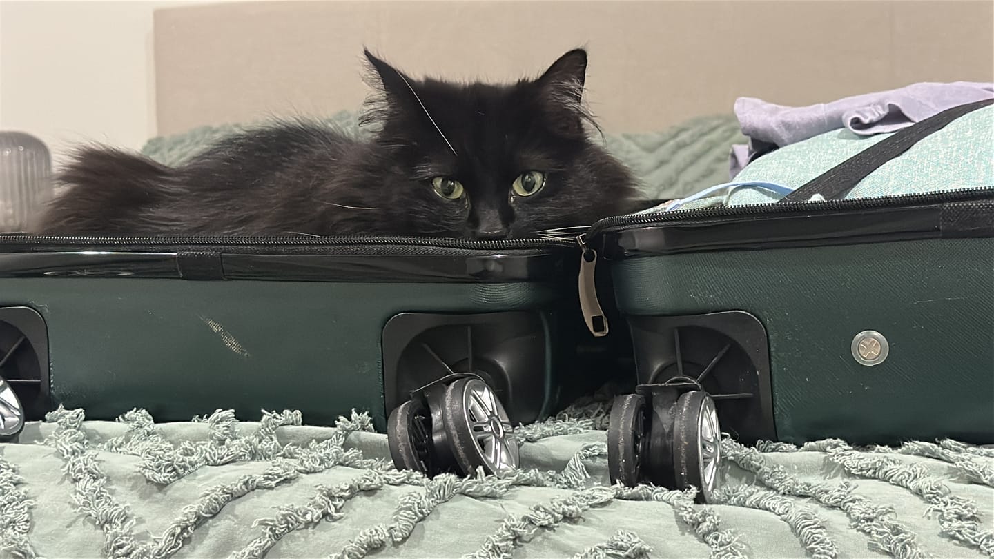Customer photo review of MICHU Mixed Tofu Cat Litter Pro Gen2 6L