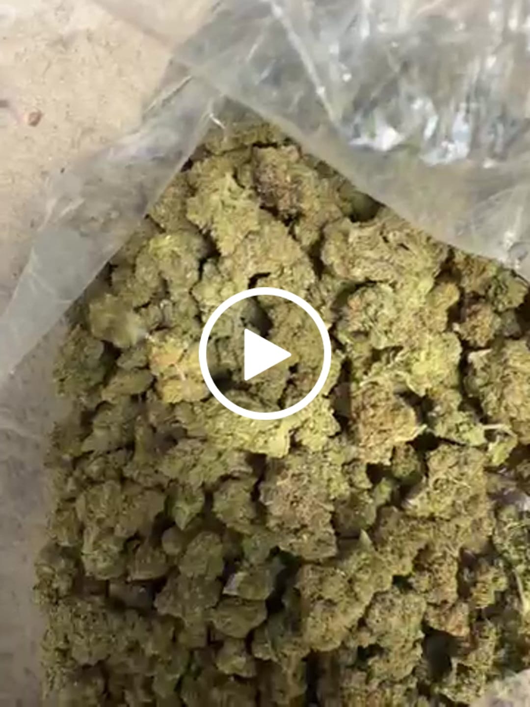 Customer video review of GMO (Light-Assisted) – Bulk THCA Flower 1 lb