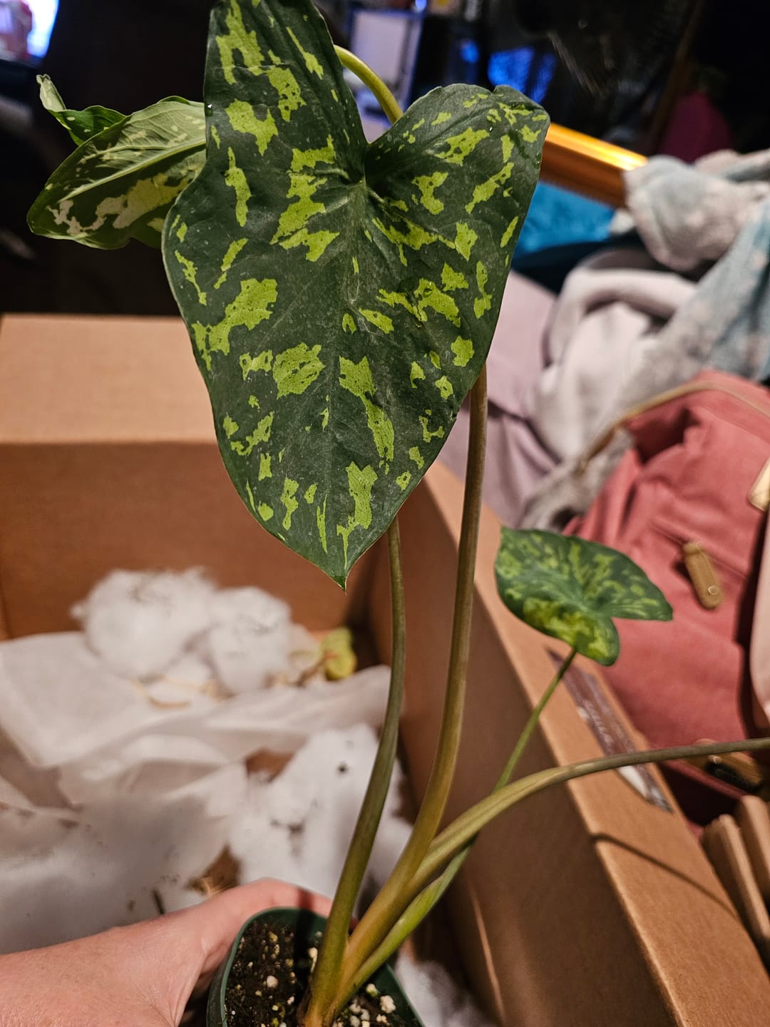 Customer photo review of Caladium praetermissum 'Hilo Beauty'