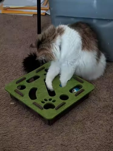 Customer photo review of Pawvly ™ - Cat Puzzle Box