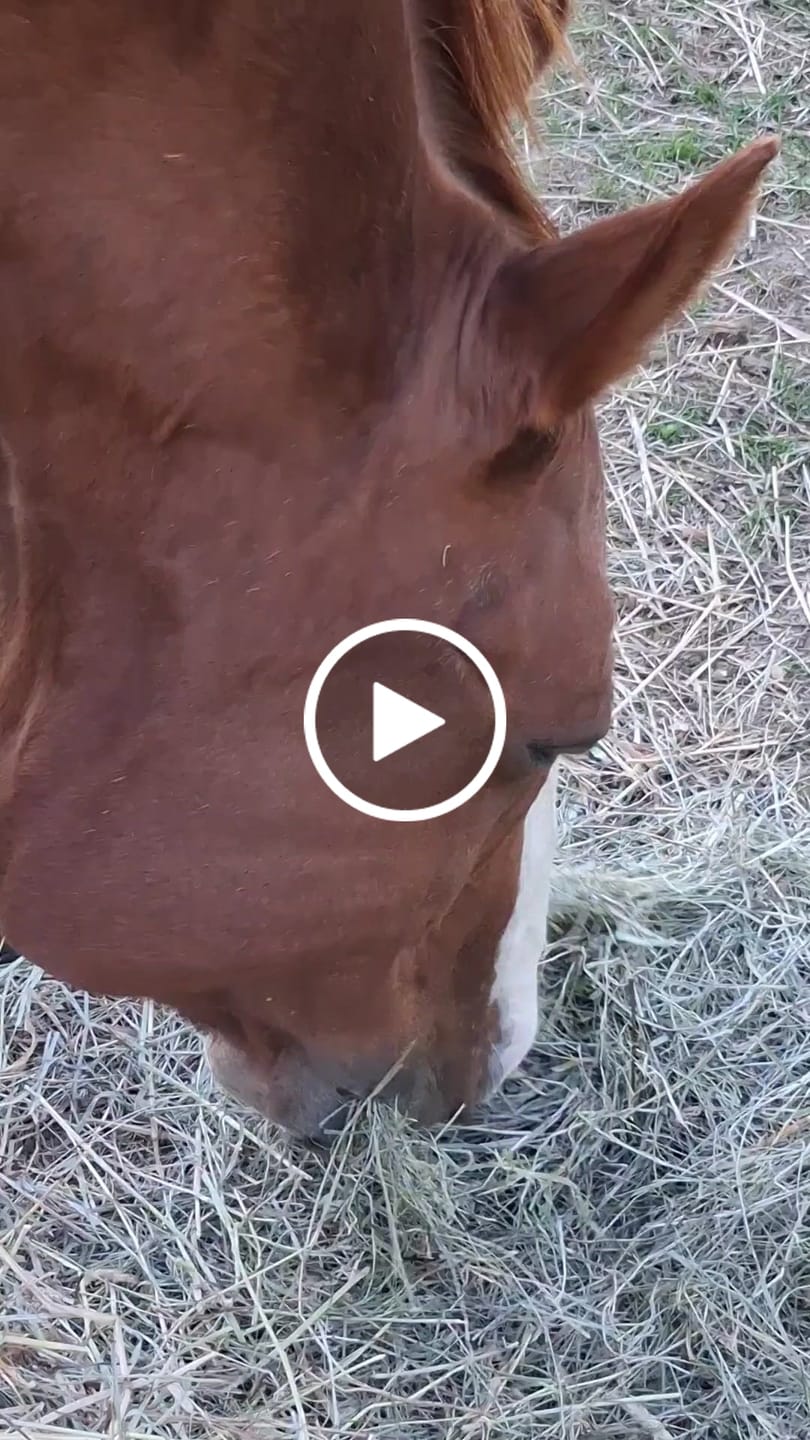 Customer video review of 2nd Cutting (2026 Crop) NY Timothy Orchard Grass Hay (Buy More - Save More)(Includes delivery too!)