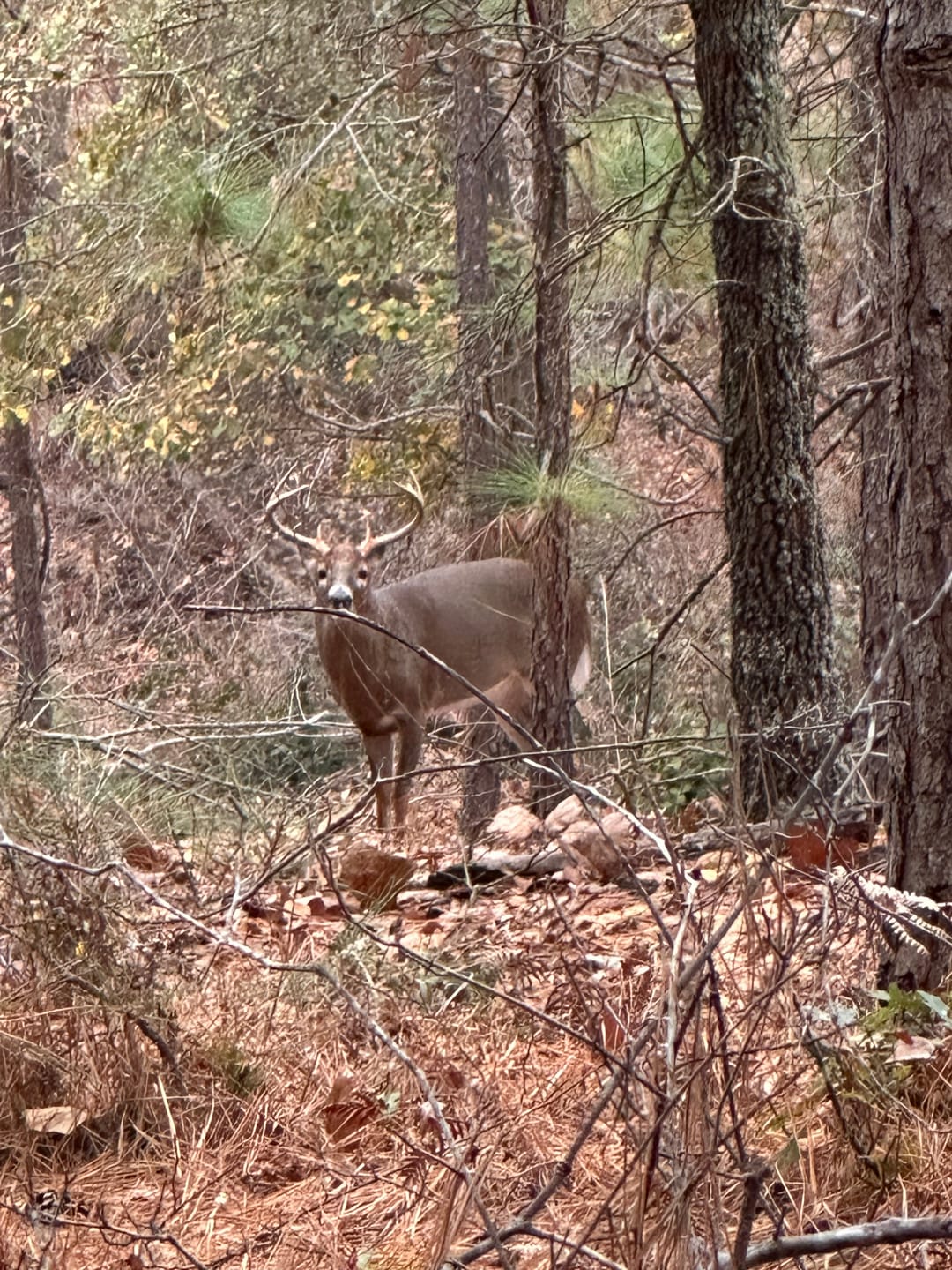 Customer photo review of VisX See Through 300D Hunting Blind 2-3 Person Pop Up Ground Deer Blind