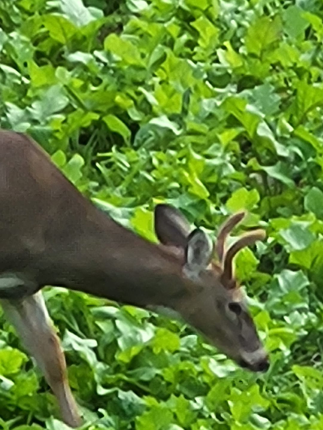 Customer photo review of Brassica Food Plot Seed Mix