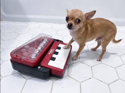 Customer photo review of Piano Interactivo